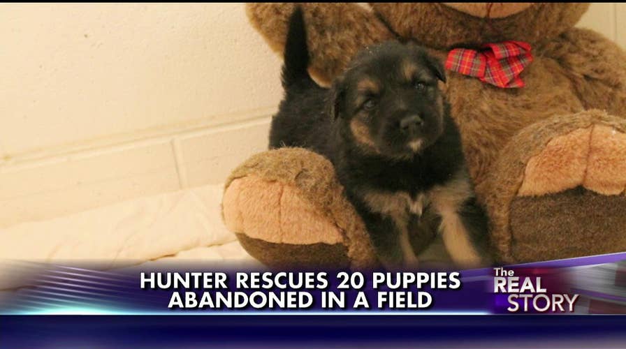 100914_puppies