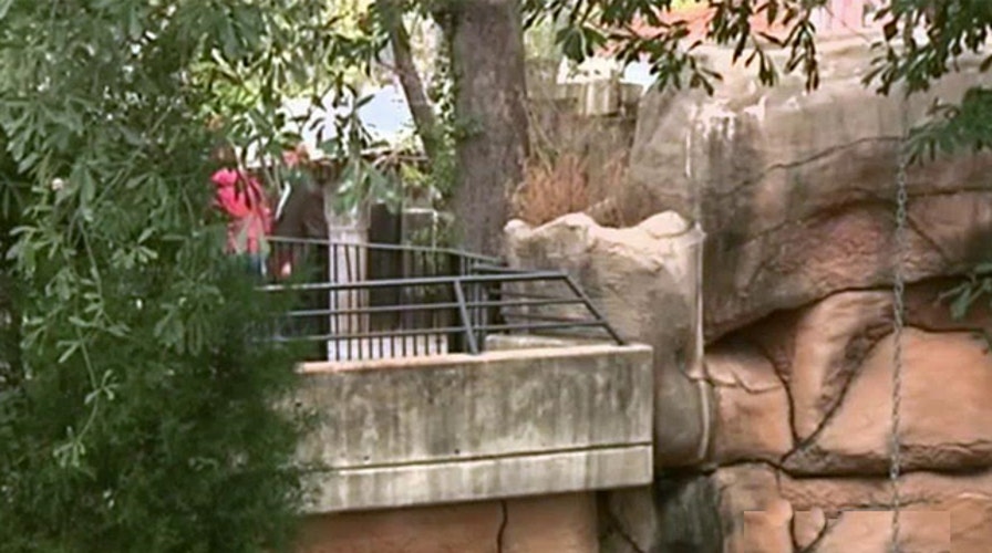 Scare at the zoo: Toddler falls into jaguar exhibit