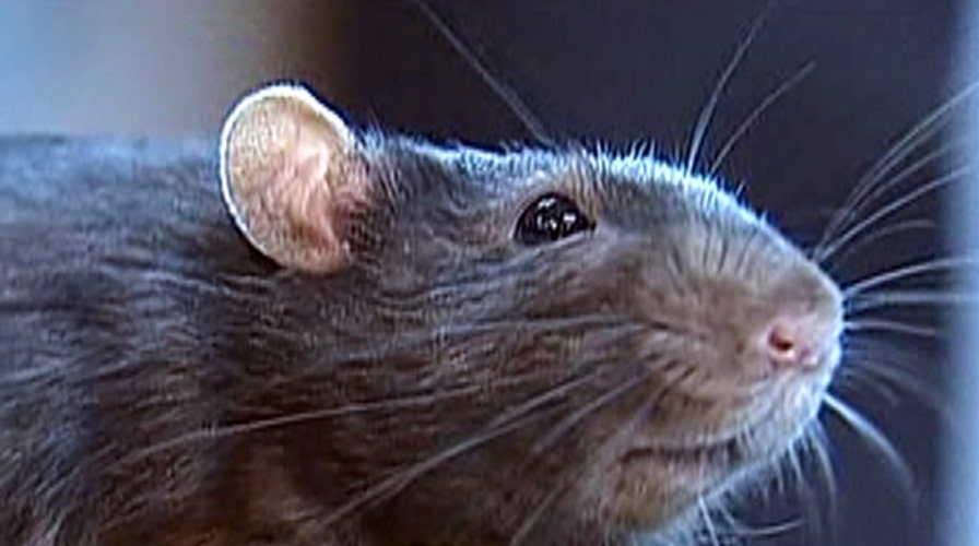 What are the 'rattiest' cities in America?