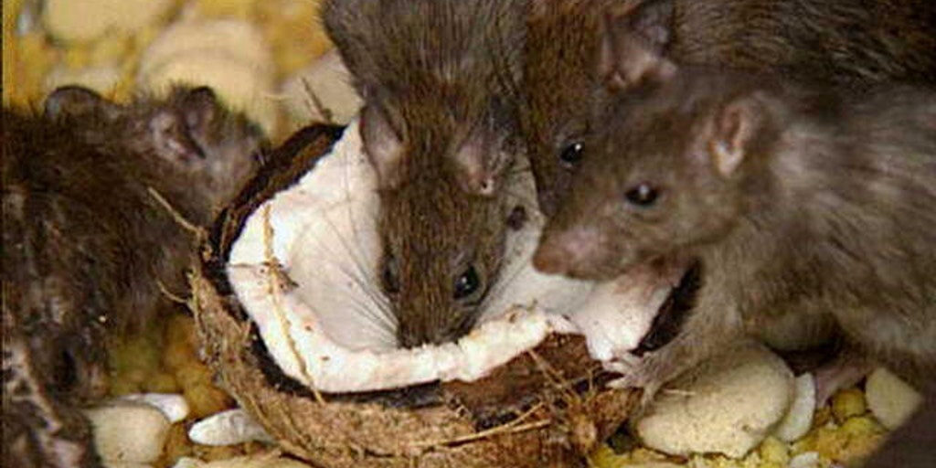 Study NYC rats carrying dangerous viruses, bacteria Fox News Video
