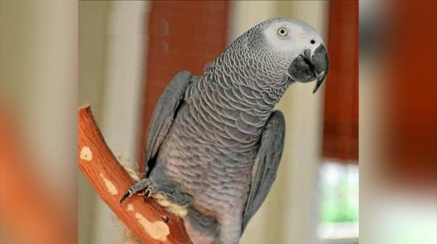Grapevine: Parrot missing for four years reunited with owner