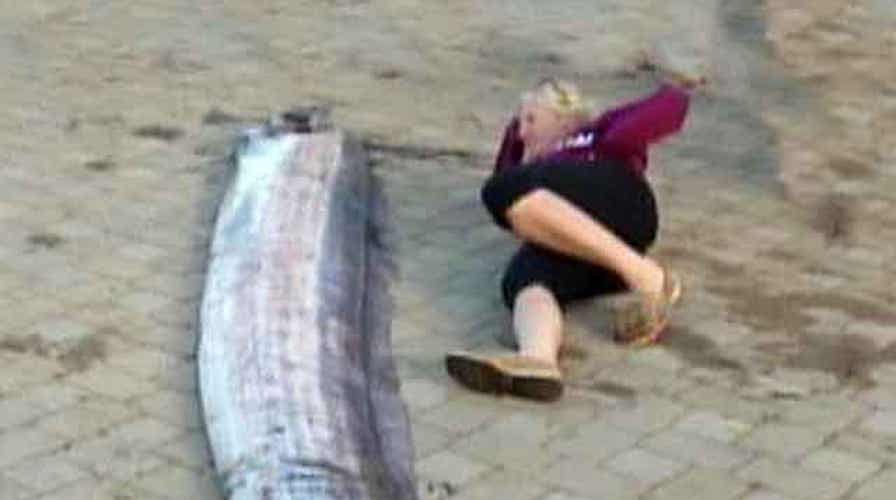 18-foot oarfish found off California coast