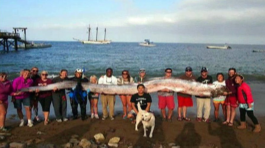 18-foot sea creature found off coast of Southern California