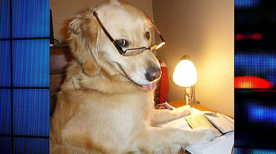Can you dress your pet as cute as this?