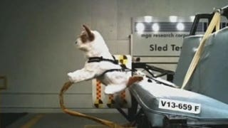 Crash test puppies - Fox News