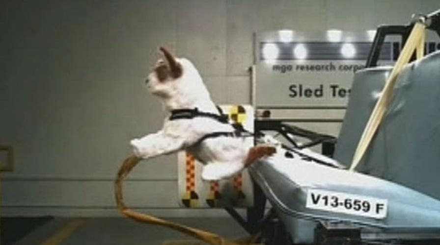 Crash test puppies