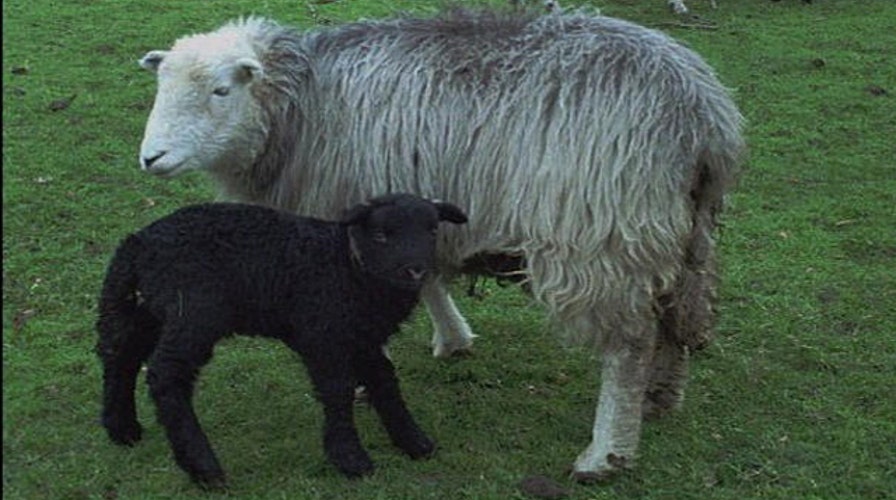 'Baa Baa Black Sheep' racist, sexist?