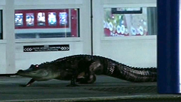 Attention Walmart shoppers: Gator loiters by store entrance