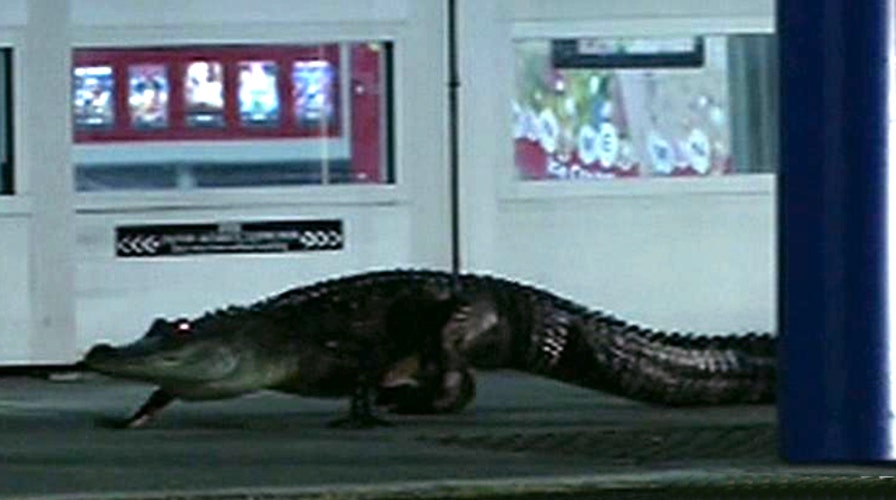 Attention Walmart shoppers: Gator loiters by store entrance
