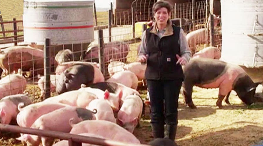 The hogs are back in new Joni Ernst TV spot