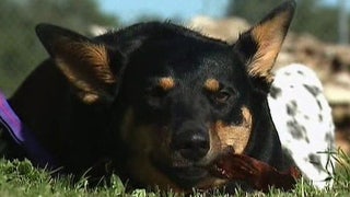 Tainted treats: FDA warns of pet illnesses linked to jerky - Fox News