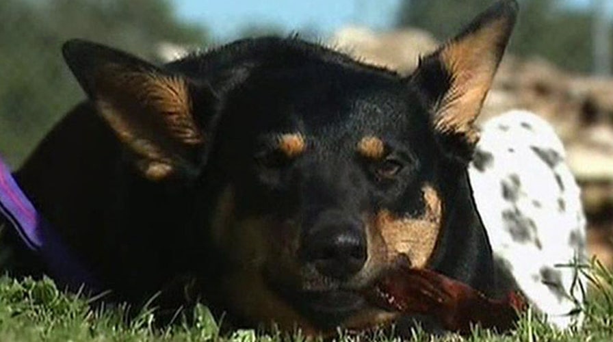 Tainted treats: FDA warns of pet illnesses linked to jerky