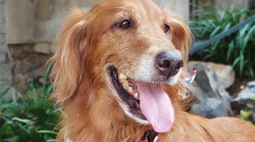 Dog-petting event in Malaysia upsets Muslim clerics