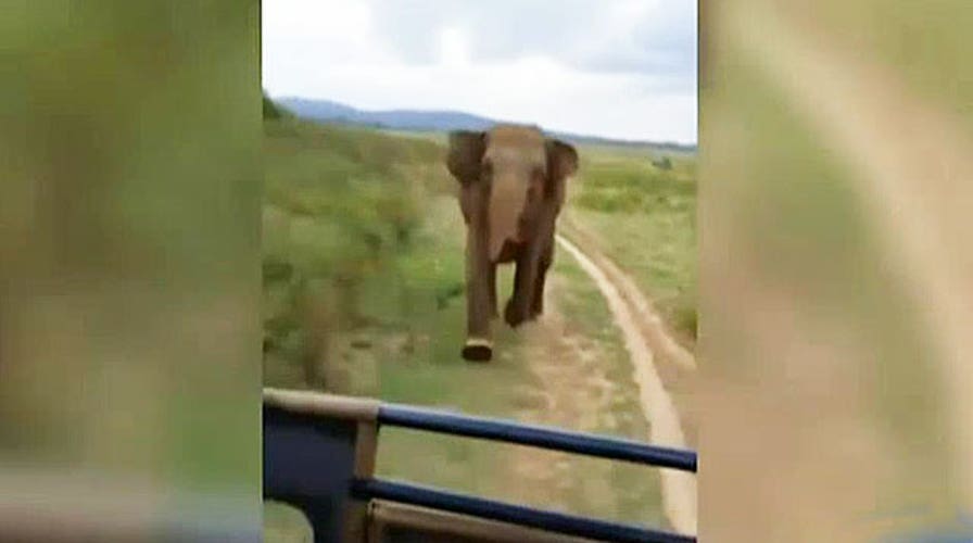 Charging elephant tops week's best viral videos