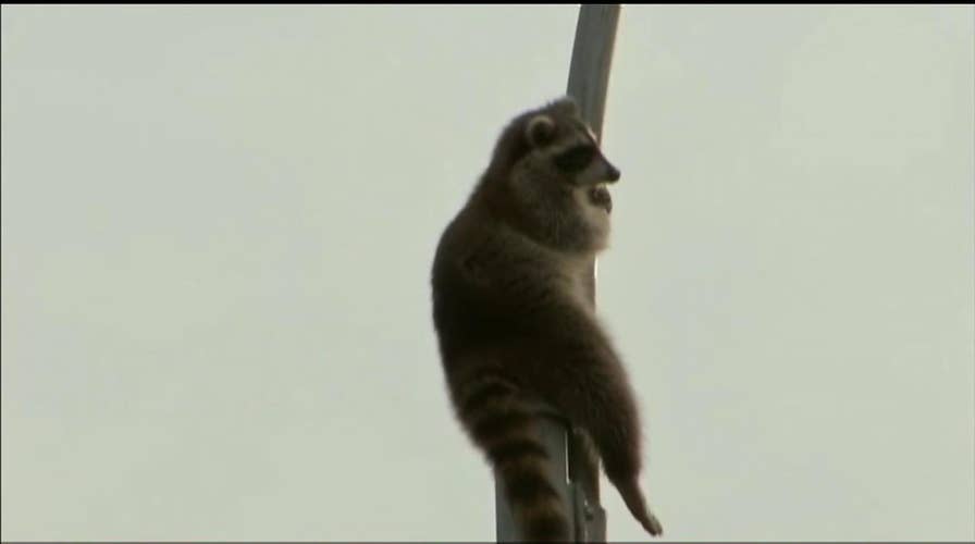 102914_raccoon