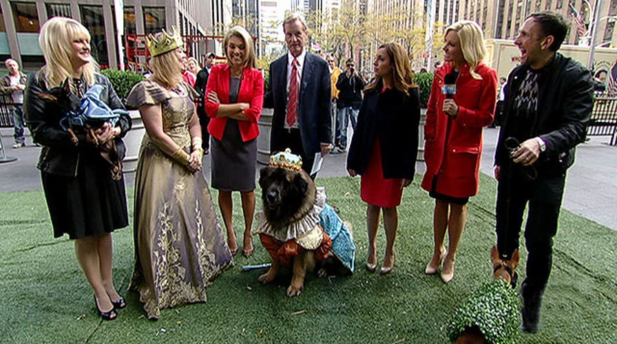 After the Show Show: American Kennel Club