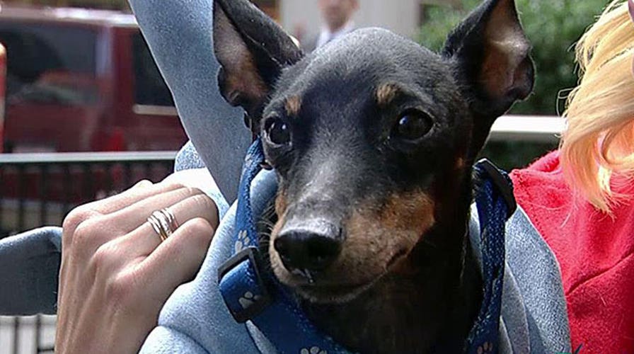 Halloween safety tips for dogs