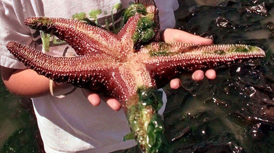 What is killing all the starfish?