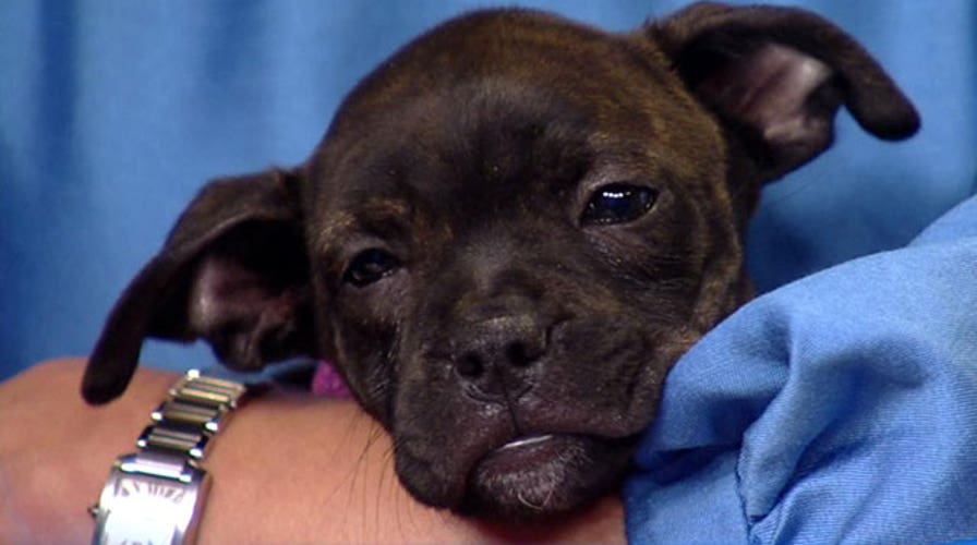 Your dog's odd behaviors explained
