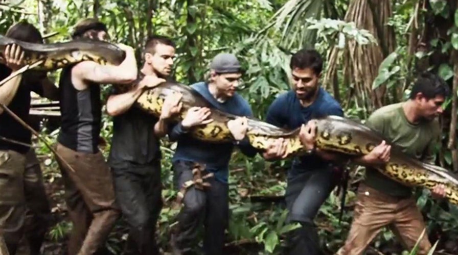 Wildlife expert to be 'eaten alive' by anaconda