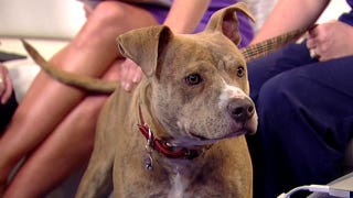 Joey the dog's miraculous recovery continues - Fox News