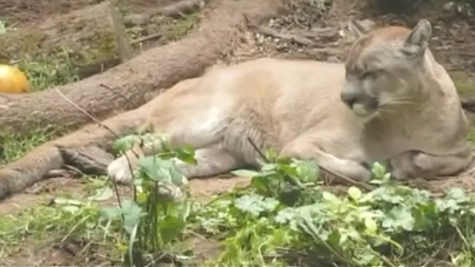 Worker Killed By Wildcat At Oregon Sanctuary Fox News