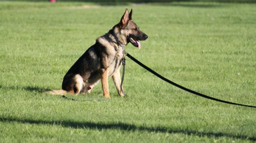 Did military 'steal' soldier's hero dog?