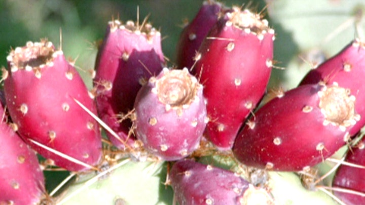 Cactus cure for bad hangovers