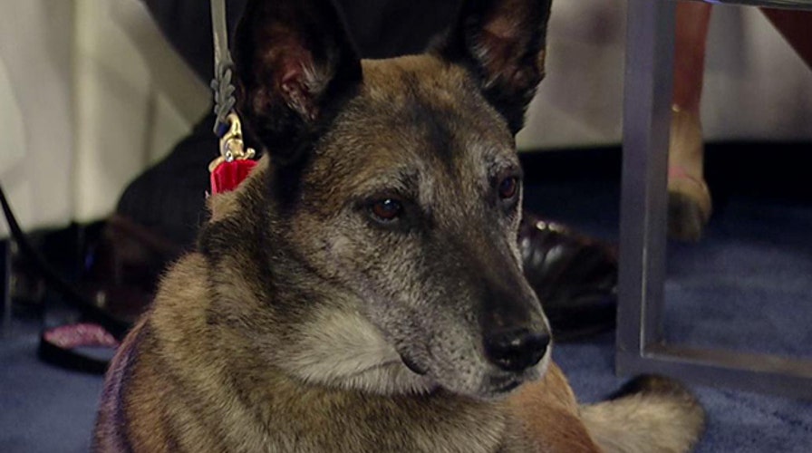 Hidden holiday dangers all pet owners should know