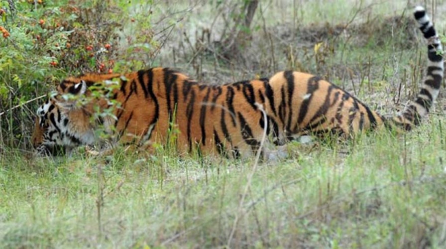 Rare tiger released by Putin kills 15 goats in China