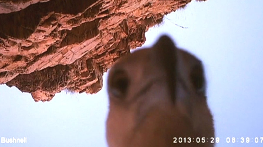 Eagle shoots selfies after stealing camera