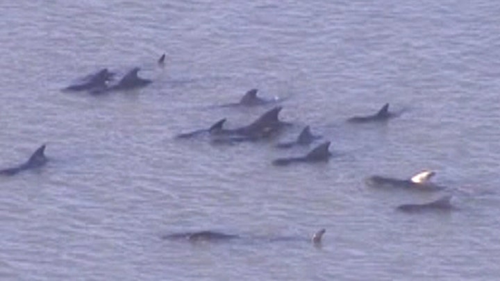 Dozens of whales stranded in Florida Everglades