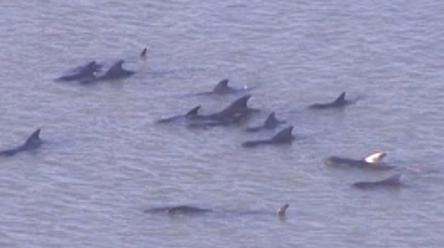 Dozens of whales stranded in Florida Everglades