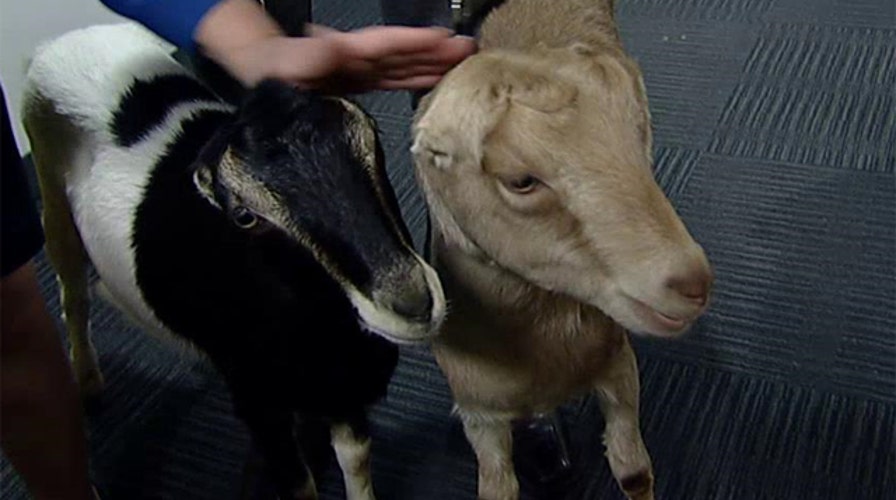 Goats for the old Goat fights hunger in South Sudan