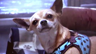 Chihuahua Express takes flight  - Fox News