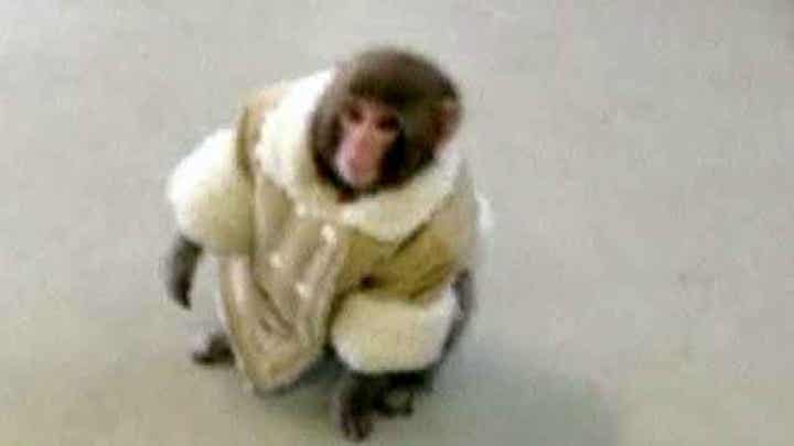 Stylish monkey causes commotion at Canadian IKEA