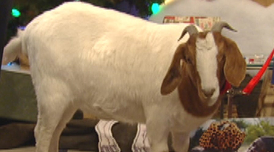 Goats: The gifts that keep on giving