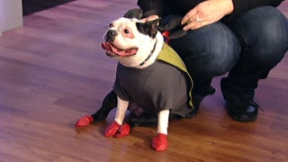 Protecting your pet from hidden winter dangers - Fox News