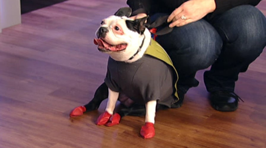 Protecting your pet from hidden winter dangers