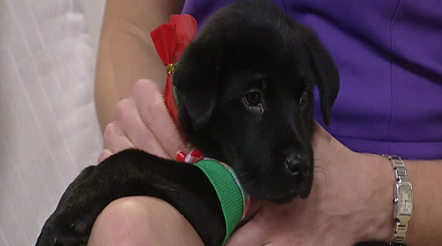 After the Show Show: Paws for a Cause