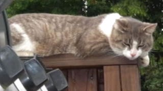 Frenzied feline attack caught on camera  - Fox News