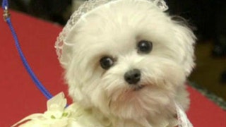 Does having a dog keep your children healthier? - Fox News