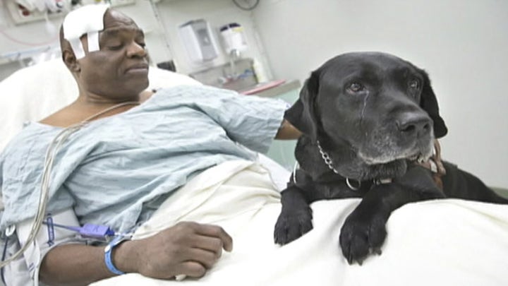 Guide dog saves blind owner who fell on subway tracks