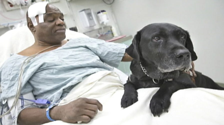 Guide dog saves blind owner who fell on subway tracks