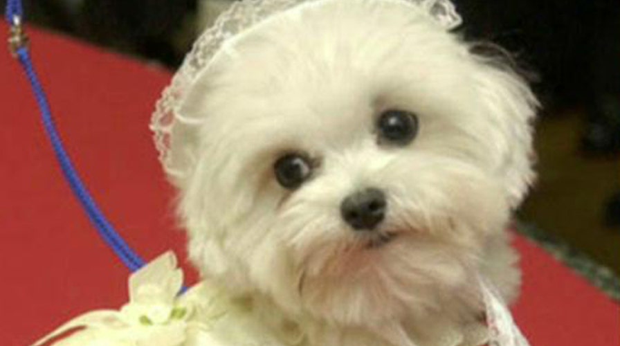 Does having a dog keep your children healthier?