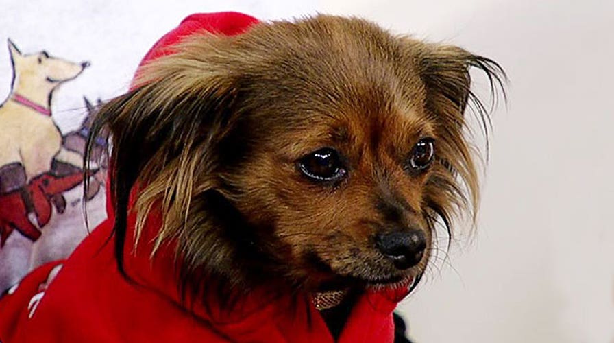 Paws for a Cause: Forgotten Friends Mixed Breed Rescue