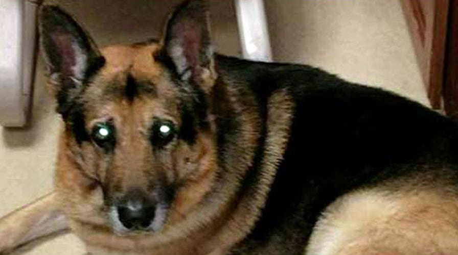 Woman's dying wish calls for dog's euthanization, burial