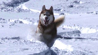Dog saves skier's life - Fox News