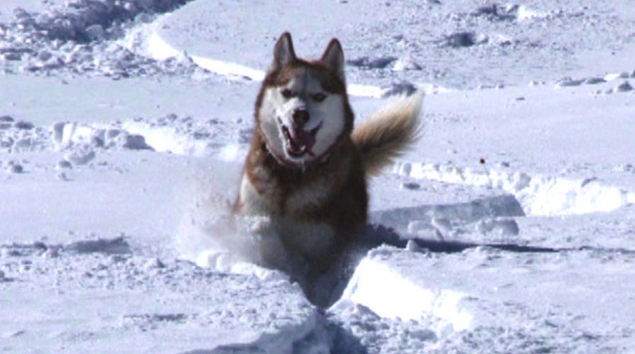 Dog saves skier's life