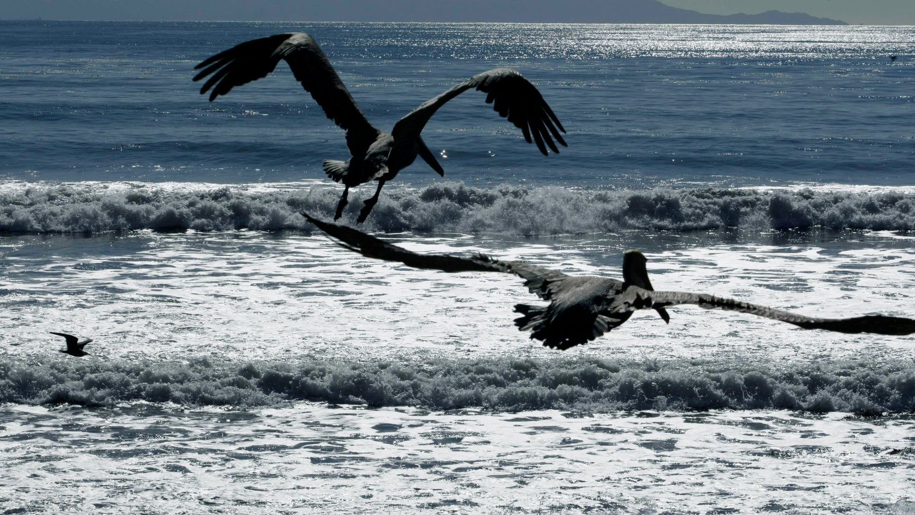 FILE - In this Feb. 10, 2010 file photo, California brown pelicans fly off after being released by the International Bird Rescue Research Center at the beach in San Pedro, Calif. Scientists and conservation groups are worried that the crash in West Coast sardine numbers that has forced cutbacks in commercial fishing is also hurting brown pelicans on the West Coast. The bird just came off the threatened species list four years ago. (AP Photo/Damian Dovarganes)
